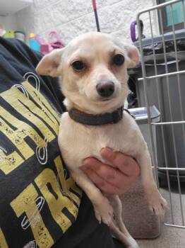 Lola -  Mixed Breed Dog for Adoption in Harbor Springs, Michigan - Lola | PetCurious
