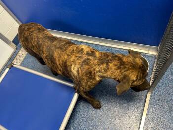 26-374 Brutus -  Bullmastiff Dog for Adoption in Tarboro, North Carolina - 26-374 Brutus | PetCurious