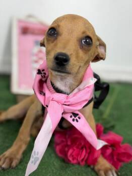 Fifi-One of our Amazing Rescue Dogs -  Chihuahua and Mixed Breed Dog for Adoption in Carlsbad, California - Fifi-One Of Our Amazing Rescue Dogs | PetCurious