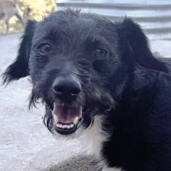 Ms. Wonderful Lupita -  Wirehaired Terrier Dog for Adoption in Ridgefield, Washington - Ms. Wonderful Lupita | PetCurious