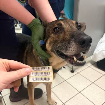 Ouija -  Mixed Breed Dog for Adoption in Charleston, West Virginia - Ouija | PetCurious