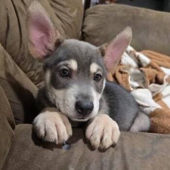 Rescue Siberian Husky Dogs for Adoption in Liverpool, Texas - Reese | PetCurious