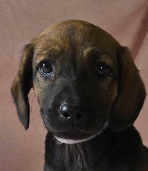 Magnolia -  Shepherd and Labrador Retriever Dog for Adoption in Newport, Tennessee - Magnolia | PetCurious