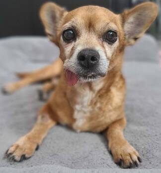 Rescue Chihuahua Dogs for Adoption in Las Vegas, Nevada - Festus | PetCurious