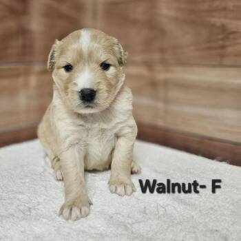 Labrador Retriever and Golden Retriever Dogs Available for Adoption in Griswold, Connecticut - Walnut | PetCurious