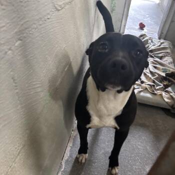 Felicia -  Pit Bull Terrier and Mixed Breed Dog for Adoption in Clanton, Alabama - Felicia | PetCurious