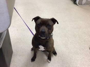 Labrador Retriever and Mixed Breed Dogs Available for Adoption - LUCAS | PetCurious