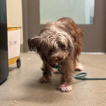 Littleman -  Terrier Dog for Adoption in Lynchburg, Virginia - Littleman | PetCurious