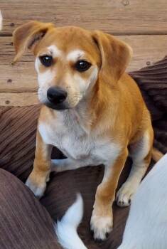 Harper -  Terrier and Beagle Dog for Adoption in Oakland, California - Harper | PetCurious