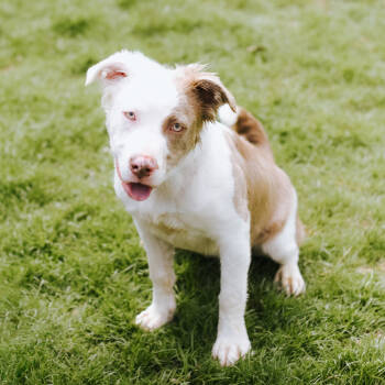 Rescue Pit Bull Terrier Dogs for Adoption in Northbrook, Illinois - Constance | PetCurious
