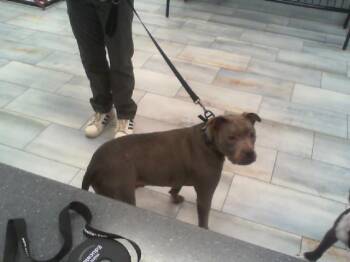 Pit Bull Terrier Dogs Available for Adoption - TOAST | PetCurious