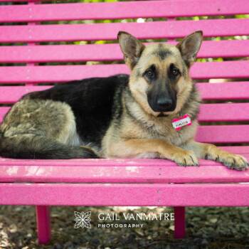 German Shepherd Dog Dogs Available for Adoption in Wake Forest, North Carolina - Furlica | PetCurious