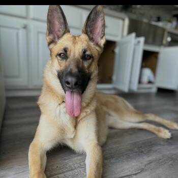 German Shepherd Dog Dogs Available for Adoption - Lemon  | PetCurious