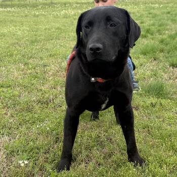 Black Labrador Retriever Dogs Available for Adoption - IAGO | PetCurious