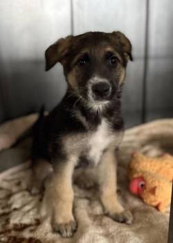 Shepherd Dogs Available for Adoption in Red Bluff, California - Vicente | PetCurious