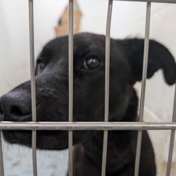 191779 LOOKING FOR OWNER -  Labrador Retriever Dog for Adoption in Ravenna, Ohio - 191779 LOOKING FOR OWNER | PetCurious