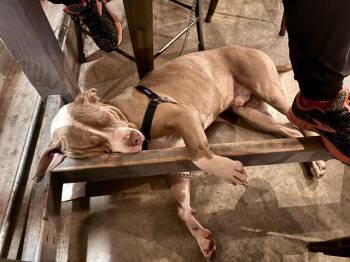 Pit Bull Terrier Dogs Available for Adoption in Kent, Washington - YOGI | PetCurious