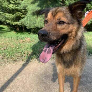 Caleb -  Shepherd Dog for Adoption in Raleigh, North Carolina - Caleb | PetCurious