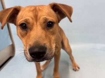 Yale -  Black Mouth Cur and Mixed Breed Dog for Adoption in Golden Valley, Minnesota - Yale | PetCurious