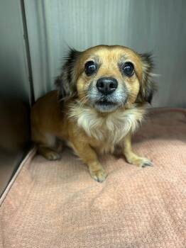 Chihuahua and Dachshund Dogs Available for Adoption in Seguin, Texas - Rocket | PetCurious