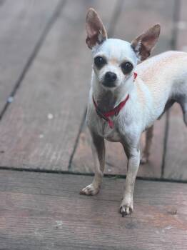 Poppy -  Chihuahua Dog for Adoption in Ashville, Ohio - Poppy | PetCurious