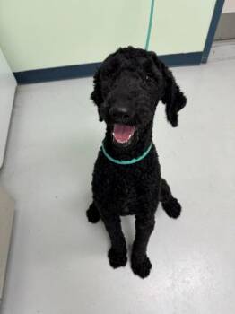 Standard Poodle and Mixed Breed Dogs Available for Adoption - Kopi | PetCurious