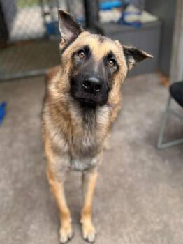 Rescue German Shepherd Dog Dogs for Adoption in Suamico, Wisconsin - Ernie | PetCurious