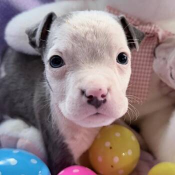 Pit Bull Terrier Dogs Available for Adoption in Northville, Michigan - Peter | PetCurious