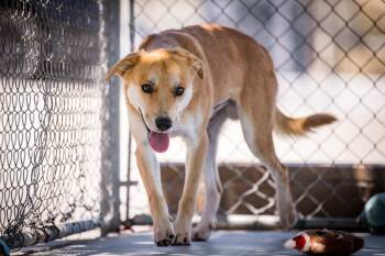 Brownie -  Shepherd Dog for Adoption in Twentynine Palms, California - Brownie | PetCurious