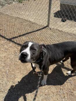 Rescue Pit Bull Terrier Dogs for Adoption in Virginia Beach, Virginia - 180490 Nala | PetCurious