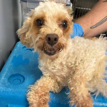 Madonna -  Poodle Dog for Adoption in Birmingham, Alabama - Madonna | PetCurious