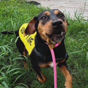 Rescue Boxer Dogs for Adoption in Kempner, Texas - Taylor | PetCurious