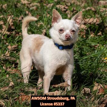 Taco -  Chihuahua Dog for Adoption in Stroudsburg, Pennsylvania - Taco | PetCurious
