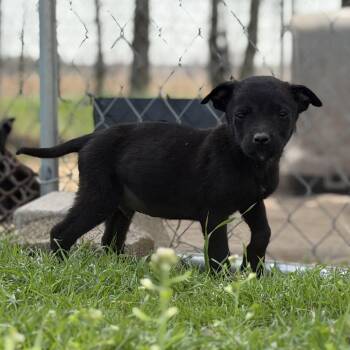 American Staffordshire Terrier Dogs Available for Adoption - Taurus | PetCurious