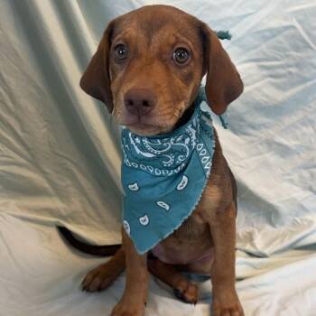 Scooters -  Mixed Breed Dog for Adoption in Canal Winchester, Ohio - Scooters | PetCurious