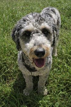 Sadie -  Bernedoodle Dog for Adoption in Crown Point, Indiana - Sadie | PetCurious