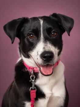 Australian Shepherd Dogs Available for Adoption in Media, Pennsylvania - Eliza  | PetCurious