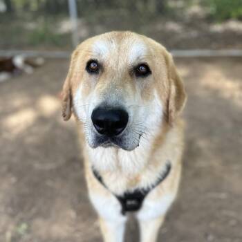 Great Pyrenees and German Shepherd Dog Dogs Available for Adoption in Columbia, South Carolina - Gargantuan | PetCurious