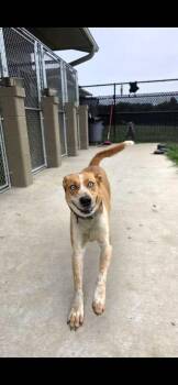 Maylee -  Mixed Breed Dog for Adoption in Sevierville, Tennessee - Maylee | PetCurious