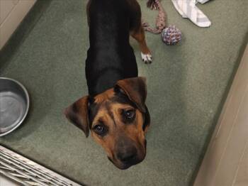 ESTELLA -  German Shepherd Dog and Mixed Breed Dog for Adoption in Santa Fe, New Mexico - ESTELLA | PetCurious