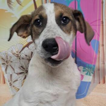 Cattle Dog Dogs Available for Adoption in Fort Collins, Colorado - Tammy | PetCurious
