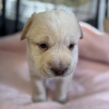 Labrador Retriever and Shepherd Dogs Available for Adoption in San Diego, California - Shasta Pup - Diller - Adopted! | PetCurious