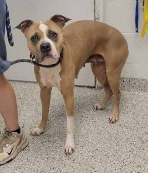 Praline -  Pit Bull Terrier and Mixed Breed Dog for Adoption in Kansas City, Missouri - Praline | PetCurious