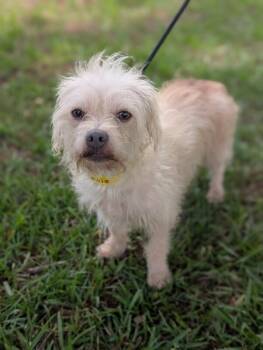 Maltese Dogs Available for Adoption in Aiken, South Carolina - Rosie | PetCurious