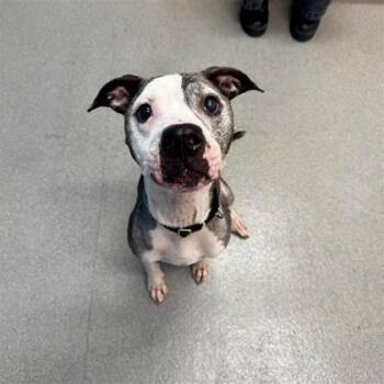 Mixed Breed Dogs Available for Adoption - Mamas | PetCurious