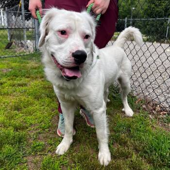 Rescue Mixed Breed Dogs for Adoption in Conway, New Hampshire - Kai | PetCurious