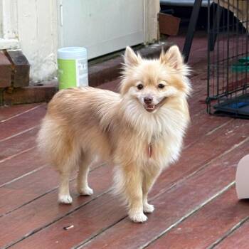 Pomeranian Dogs Available for Adoption in Arlington, Virginia - Stella | PetCurious