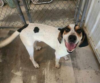 Leland -  Coonhound Dog for Adoption in Sullivan, Indiana - Leland | PetCurious