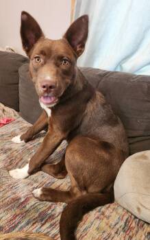 Pebbles -  Australian Kelpie Dog for Adoption in Grand Rapids, Michigan - Pebbles | PetCurious