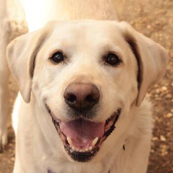 Penelope -  Mixed Breed Dog Available for Adoption in Philadelphia, Pennsylvania - Penelope | PetCurious